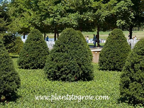 Emerald Peak Yew (Taxus cuspidata Tvurdy) 
 One of my favorite plantings at the gardens.  The Taxus growing in a bed of Euonymus.  Simple but effective.